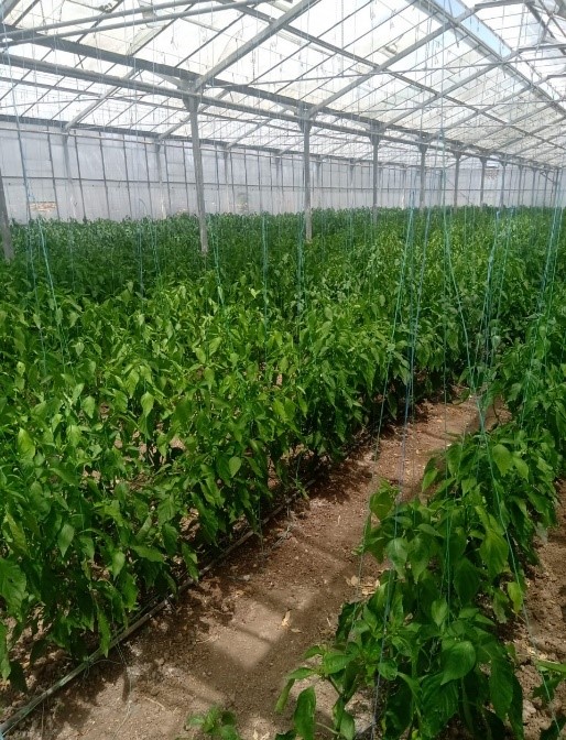 Peppers with FULLCROP